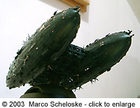 [Click to enlarge]