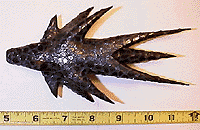 [You shoulda seen the one that got away!]