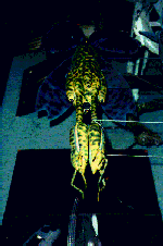 [A.M. Retodo's Vorlon Transport]